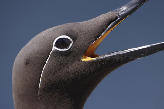 Common guillemot (Uria aalge) calling, Saltee Islands, County Wexford, Ireland, June 2009