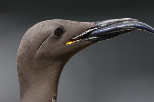 Common guillemot (Uria aalge) with fish in beak, Saltee Islands, County Wexford, Ireland, June 2009