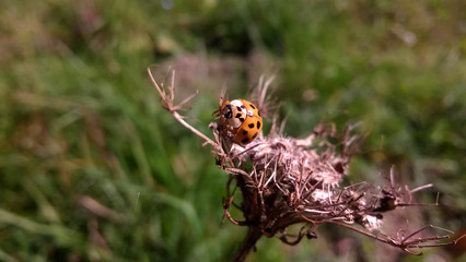 Ladybug on a plant. Slovakia