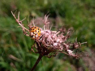 Ladybug on a plant. Slovakia