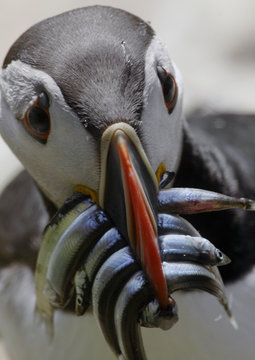 Puffin (Fraterclua arctica) with fish in beak, Saltee Islands, County Wexford, Ireland, June 2009