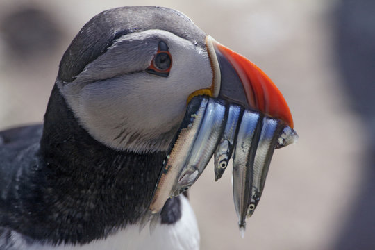 Puffin (Fraterclua arctica) with fish in beak, Saltee Island, Ireland June 2009