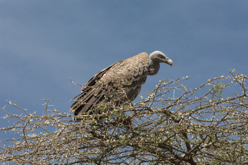 Vulture