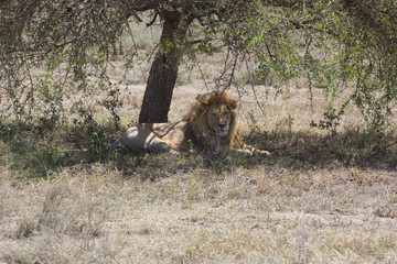 Male Lion under the Tree