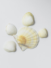 Fototapeta na wymiar Different shells on a white background.