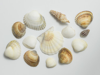 Different shells on a white background.