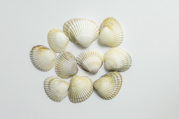Different shells on a white background.