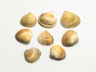 Different shells on a white background.