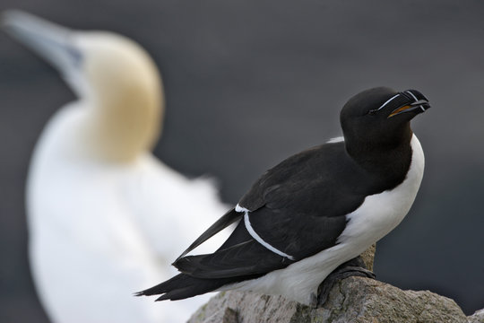 Razorbill (Alca torda) on rock with a Gannet (Morus bassanus / Sula bassana) behind, Saltee Islands, County Wexford, Ireland, June 2009