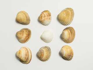 Different shells on a white background.