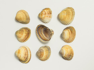 Different shells on a white background.