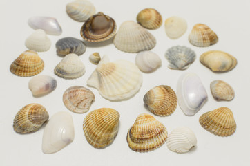 Different shells on a white background.