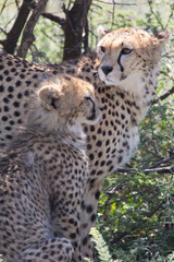 Female Cheetah and Cub