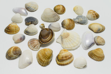 Different shells on a white background.
