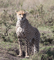 Cheetah on the Prowl
