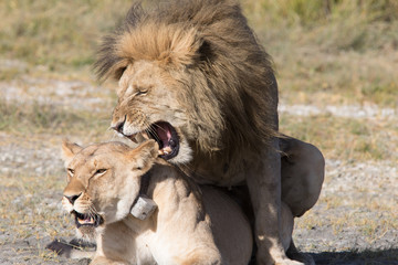 Fototapeta premium Lions Mating