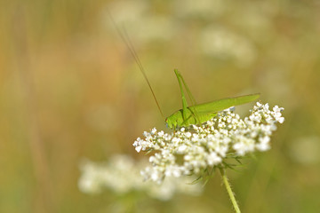 Grasshopper