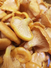Chanterelle Mushrooms