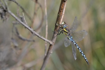 Dragonfly