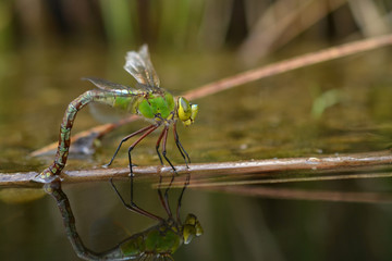 Laying dragonflies