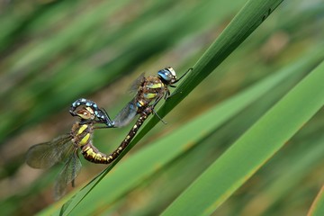 Mating dragonflies