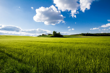 Grüne Wiese blauer Himmel