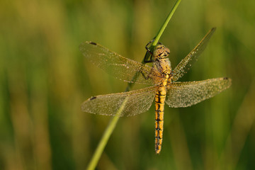 Dewy dragonfly