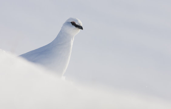 Rock ptarmigan (Lagopus mutus hyperborea) in snow, Spitsbergen, Svalbard, March 2009