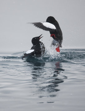 Two Black guillemots (Cepphus grylle) squabbling on water, Spitsbergen, Svalbard, March 2009