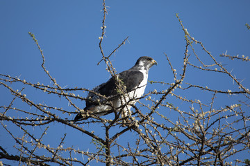 Raptor Eagle