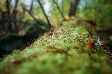 Tree fallen on the ground and covered with green moss and mushrooms blured background © Olga