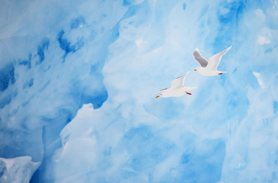 Two Glaucous gulls (Larus hyperboreus) flying past a glacier, Spitsbergen, Svalbard, March 2009