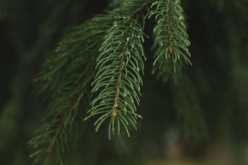 conifers neddles