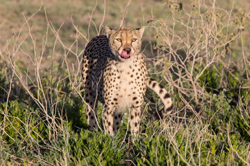 Cheetah Licking
