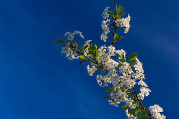 branch of cherry blossoms