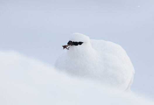 Rock ptarmigan (Lagopus mutus hyperborea) feeding, in snow, Spitsbergen, Svalbard, March 2009