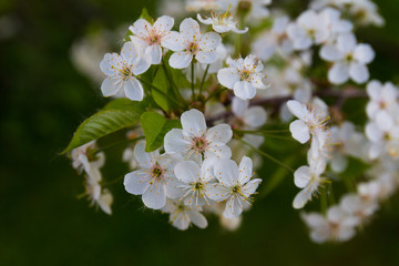 branch of cherry blossoms