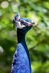 blauer Pfau - Pavo cristatus