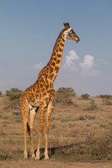 Male Giraffe