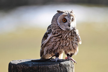 Waldohreule - Asio otus