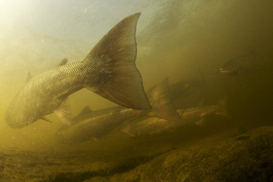 Atlantic salmon (Salmo salar) migrating upstream to spawn, Ume&auml;lven, Sweden, July 2009
