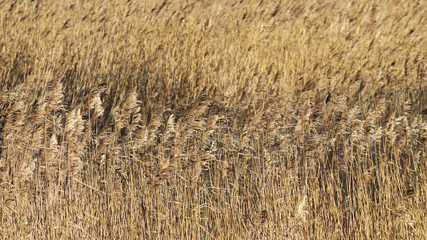 Dry thickets of reeds.