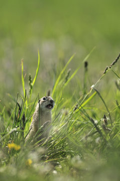 Spotted souslik (Spermophilus suslicus) calling, Werbkowice, Zamosc, Poland, May 2009