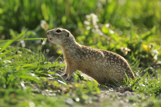 Spotted souslik (Spermophilus suslicus) profile, Werbkowice, Zamosc, Poland, May 2009