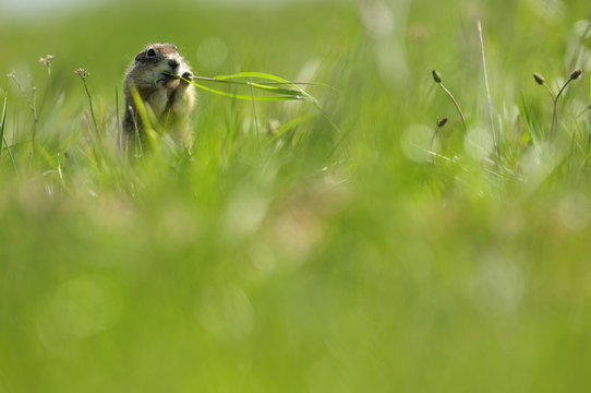 Spotted souslik (Spermophilus suslicus) feeding on grass, Werbkowice, Zamosc, Poland, May 2009