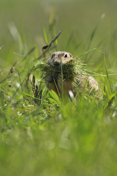 Spotted souslik (Spermophilus suslicus) carrying grass, Werbkowice, Zamosc, Poland, May 2009