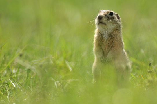 Spotted souslik (Spermophilus suslicus) sitting, Werbkowice, Zamosc, Poland, May 2009