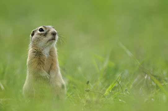 Spotted souslik (Spermophilus suslicus) sitting, Werbkowice, Zamosc, Poland, May 2009