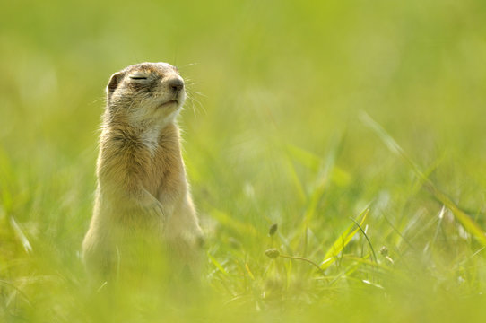 Spotted souslik (Spermophilus suslicus) sitting with eyes shut, Werbkowice, Zamosc, Poland, May 2009