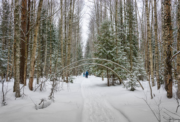 Fototapeta premium A small group of tourists traveling on snow-covered forest.